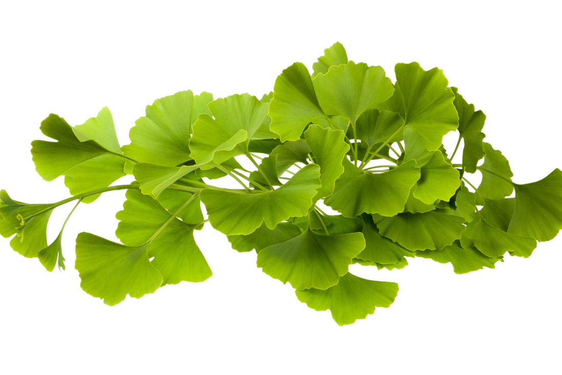 Benefits of Ginkgo Biloba